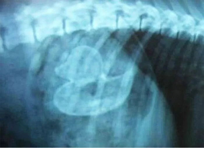 Dog-Ate2
