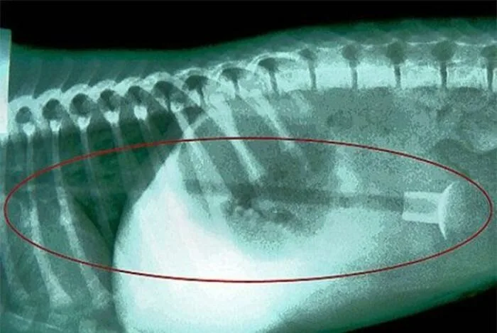 Dog-Ate3