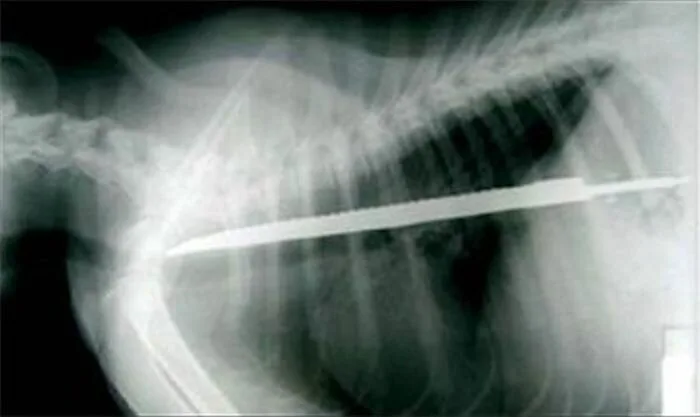 Dog-Ate8
