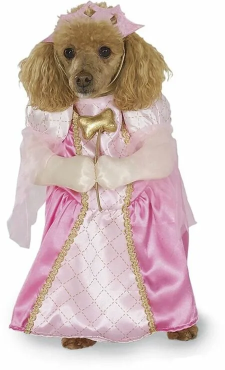 Dog1