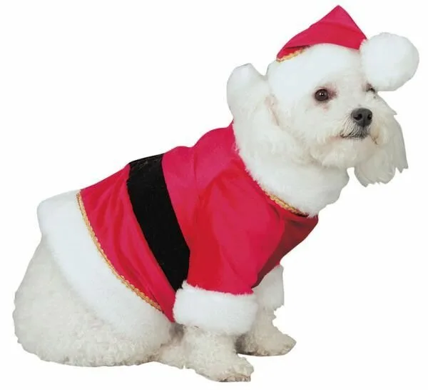 Dog10
