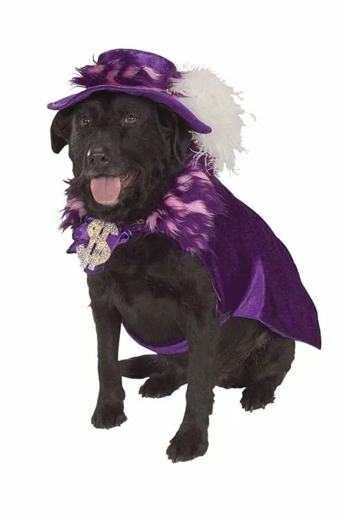 Dog11
