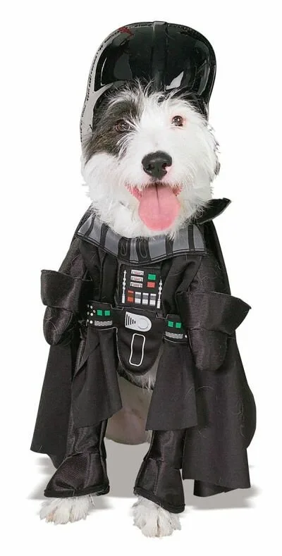 Dog3