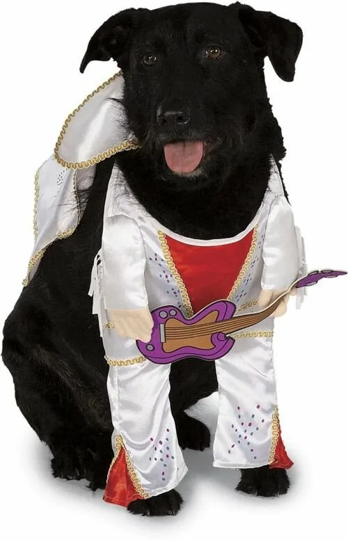 Dog4