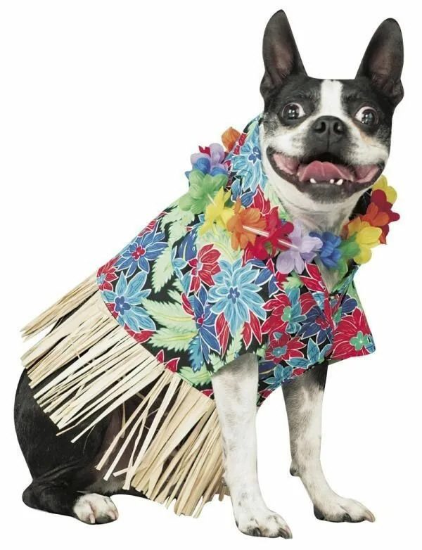 Dog6