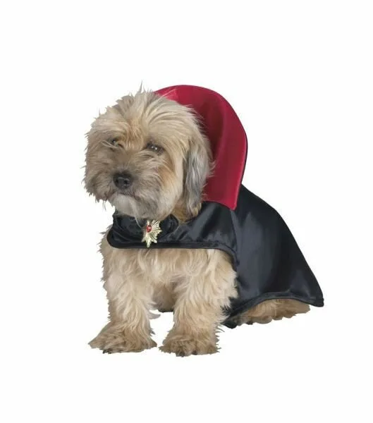 Dog7