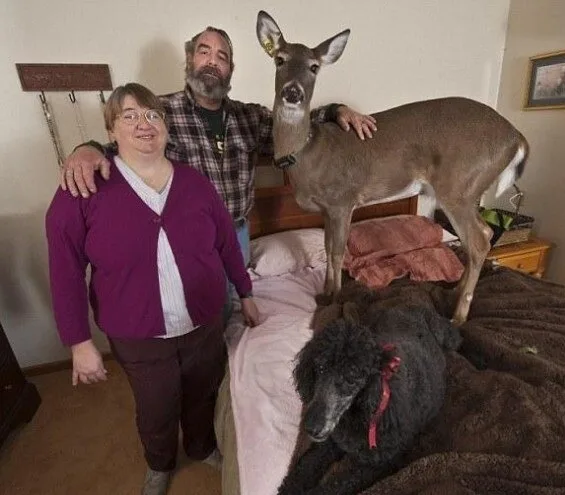 Domesticated-Reindeer1
