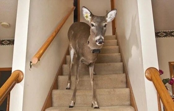 Domesticated-Reindeer2