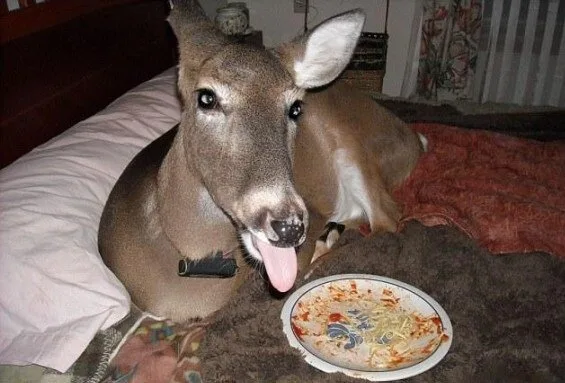 Domesticated-Reindeer4