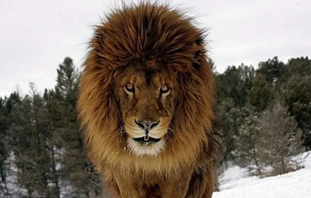Face-The-Beast10