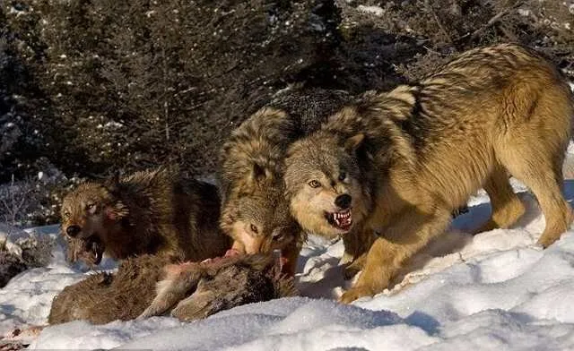Face-The-Beast2
