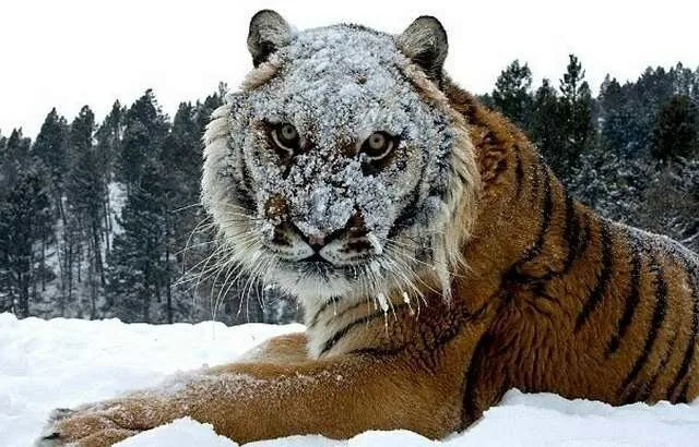 Face-The-Beast3