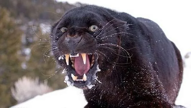 Face-The-Beast7