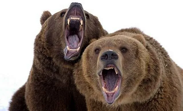 Face-The-Beast8