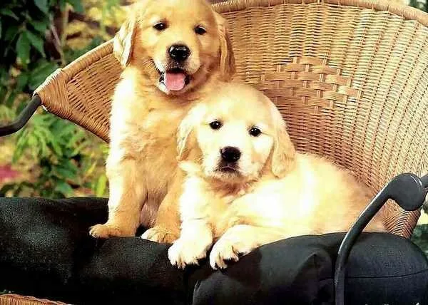 Friends4