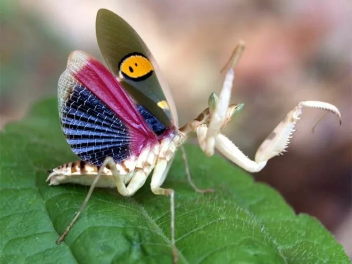 Insects10