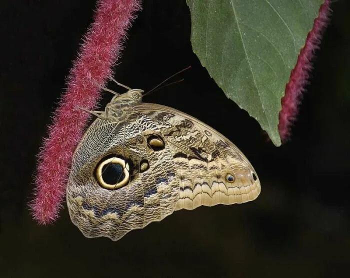 Insects11