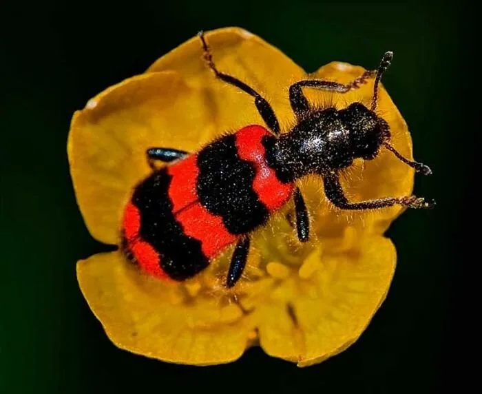 Insects12