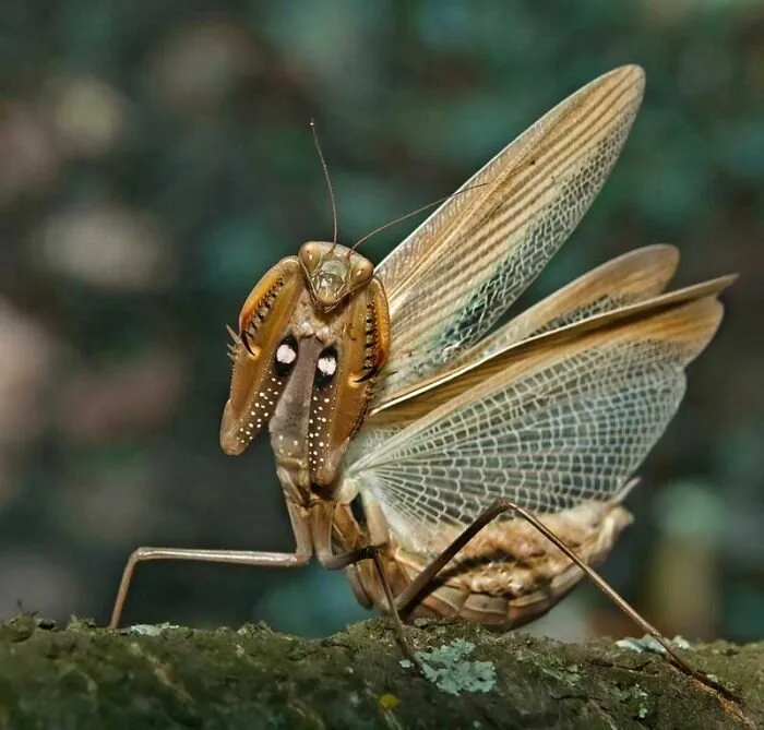 Insects13