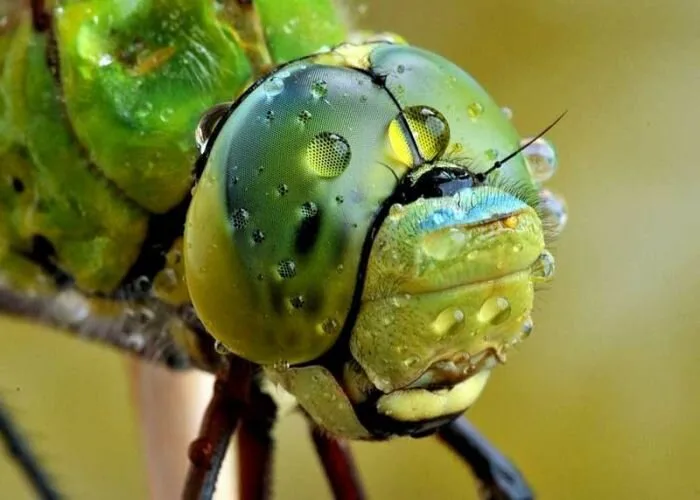 Insects14