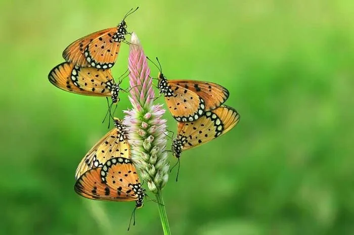 Insects2