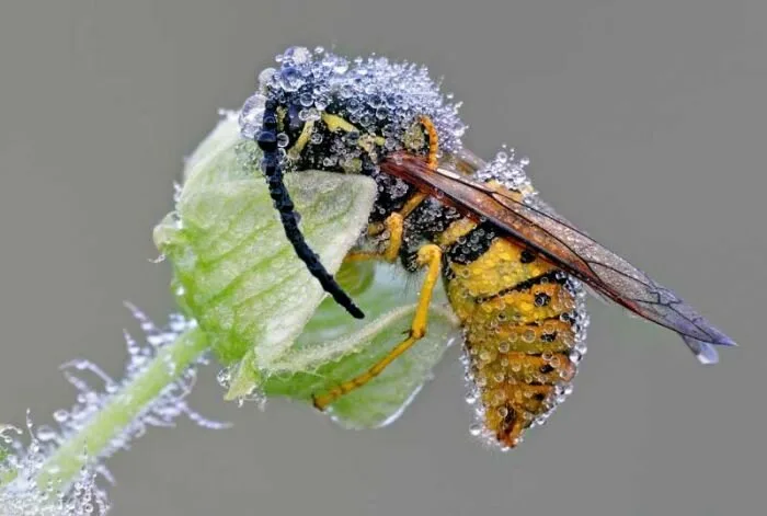 Insects3