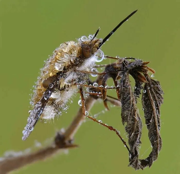 Insects5