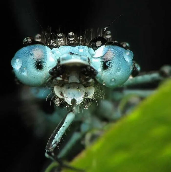 Insects7