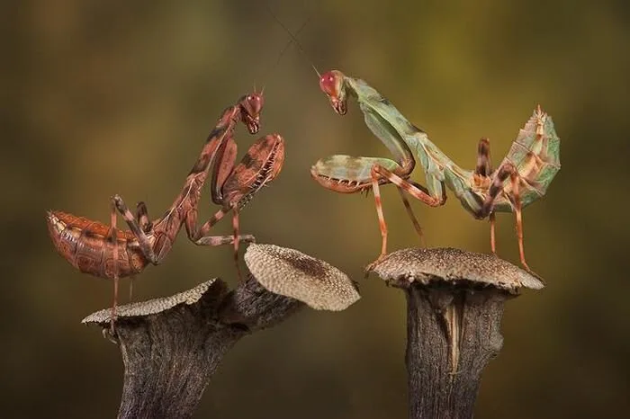 Insects9