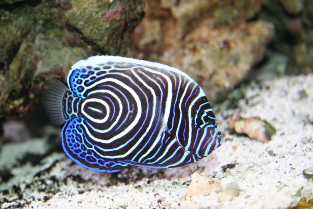 Juvenile-Emporer-Angel-Fish2