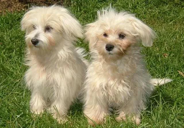 Maltese-Puppies1
