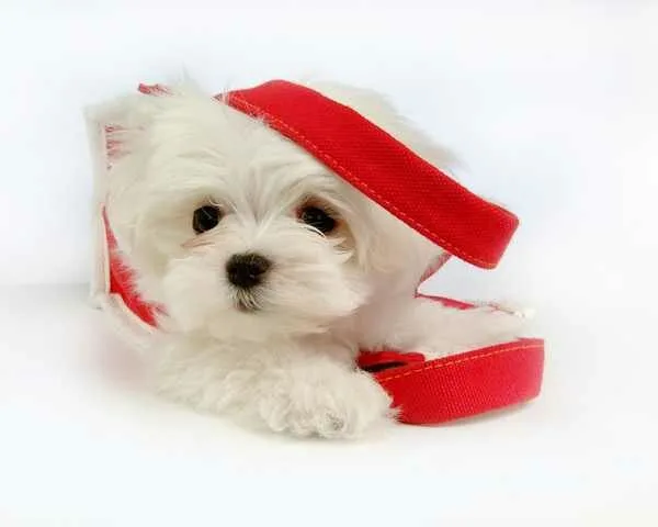 Maltese-Puppies10