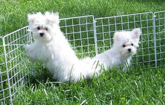 Maltese-Puppies11