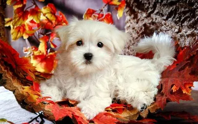 Maltese-Puppies5