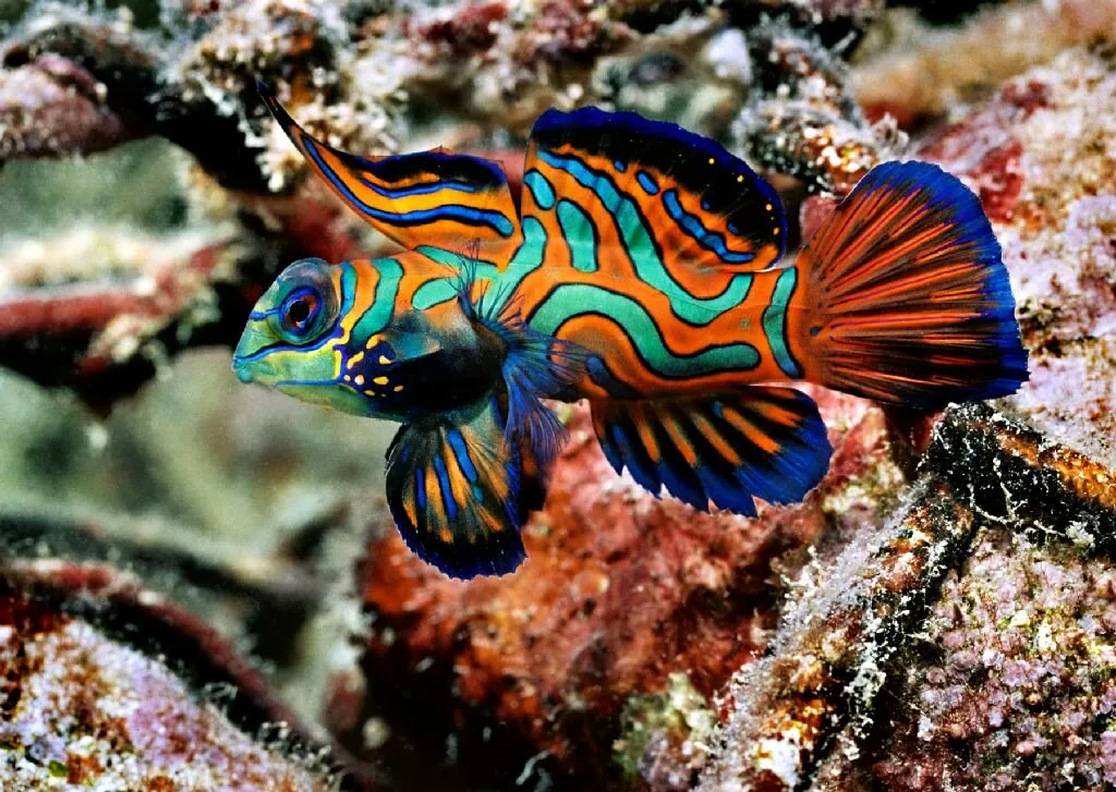 Mandarinfish1