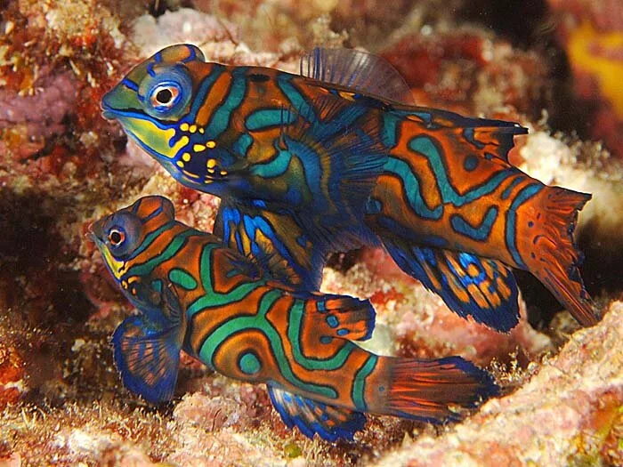 Mandarinfish2