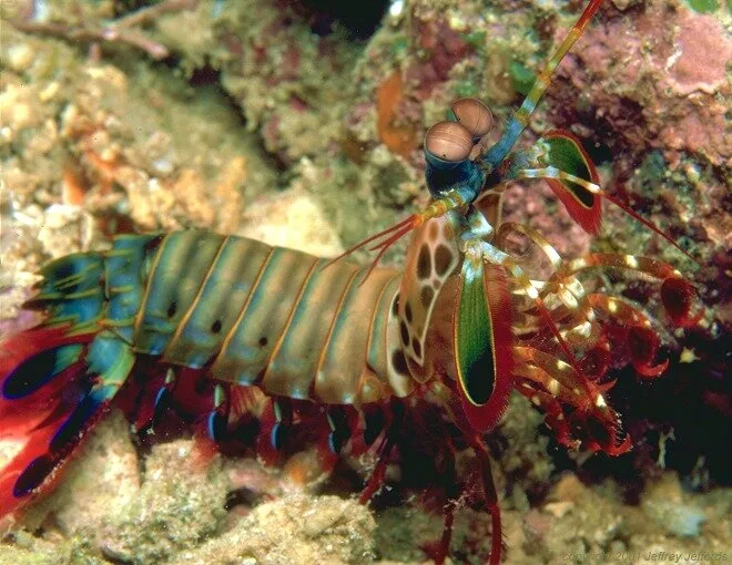 Mantis Shrimp1