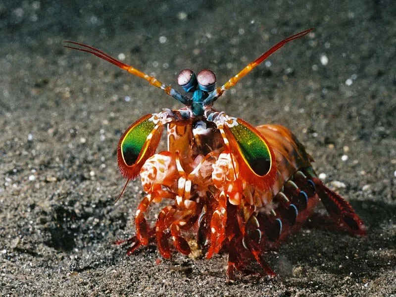 Mantis Shrimp2