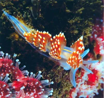 Nudibranch1