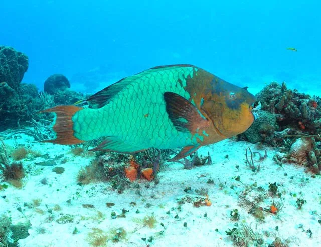 Rainbow-Parrot-Fish1