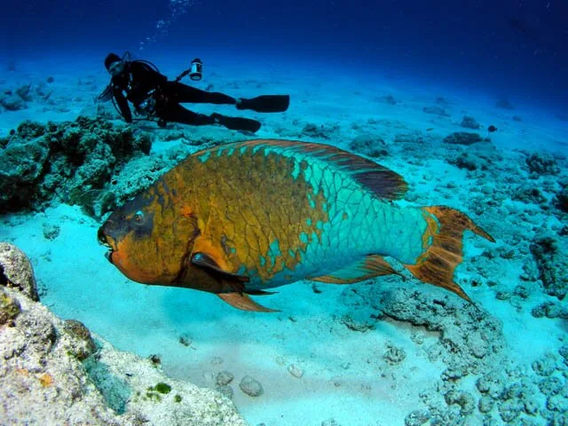 Rainbow-Parrot-Fish2