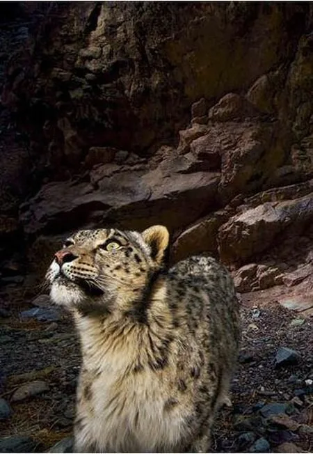 Snow-Leopard7