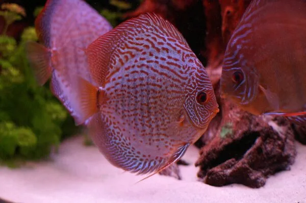 Symphysodon2