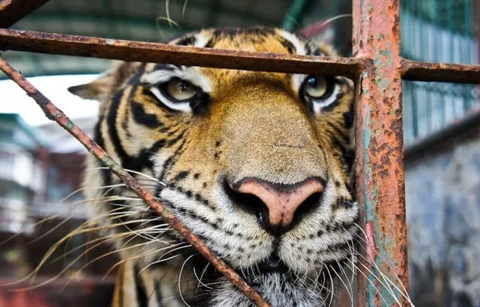 Unique-Farm-In-Thailand2