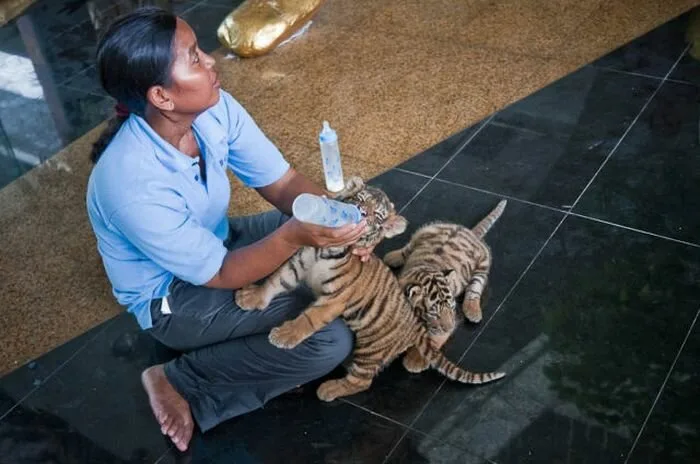 Unique-Farm-In-Thailand3