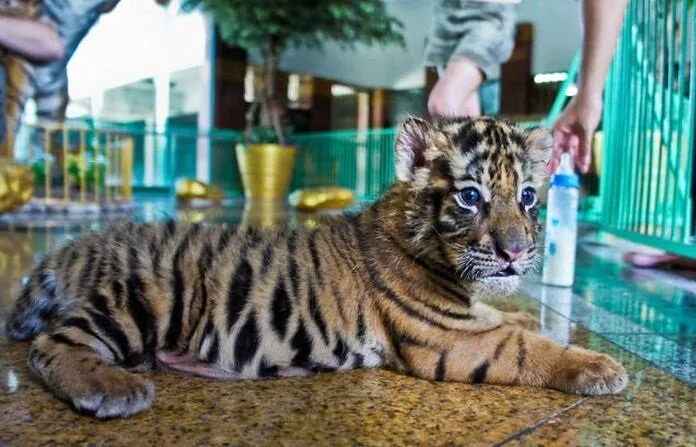 Unique-Farm-In-Thailand9